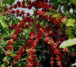 Paddington coffee beans from Pirate Coffee Roasters