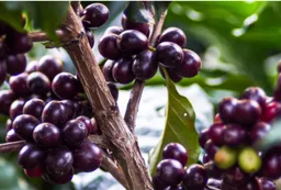 Shogun Geisha coffee beans from Pirate Coffee Roasters