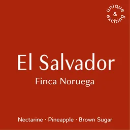 Finca Noruega coffee beans from Prodigal Coffee Roasters