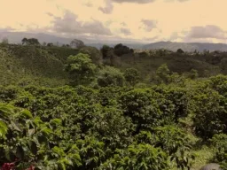 El Bombo coffee beans from Rival Brothers