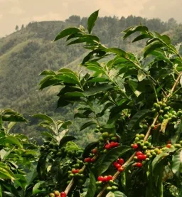 Yirgacheffe coffee beans from Rival Brothers