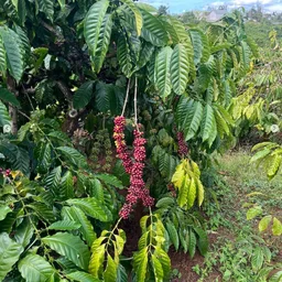 Bonito coffee beans from Rubra Coffee