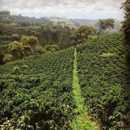 San Jose coffee beans from Rubra Coffee
