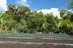 Tadese Tako - Worka Yirgacheffe coffee beans from Semi-Pro Coffee