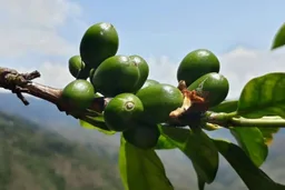 Colombian Decaf coffee beans from The Coffee Barun