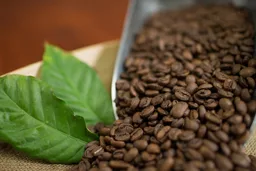 Plantation A coffee beans from The Coffee Barun