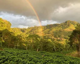 Mantiqueira de Minas coffee beans from The Flags Coffee